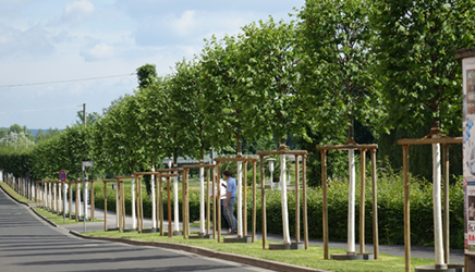 Kostensparende Innovation für den Rosengarten in Bad Kissingen Kostensparende Innovation für den Rosengarten in Bad Kissingen